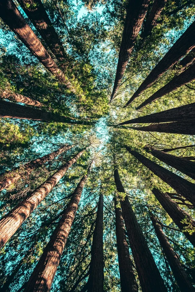 A group of tall trees